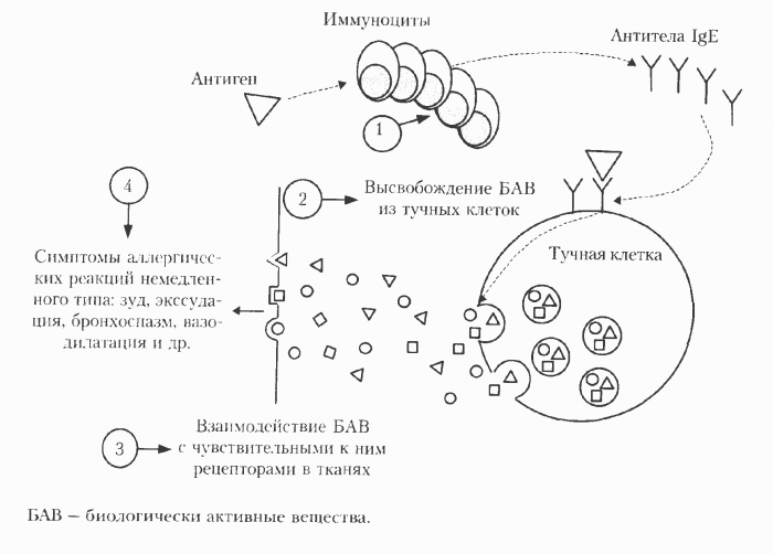 alerg ya u nemovlyati yak proyavlya t sya yak viglyada nemovlya p d chas hvorobi n zh l kuvati prof laktika 7 - Алергія у немовляти: як проявляється, як виглядає немовля під час хвороби, ніж лікувати, профілактика