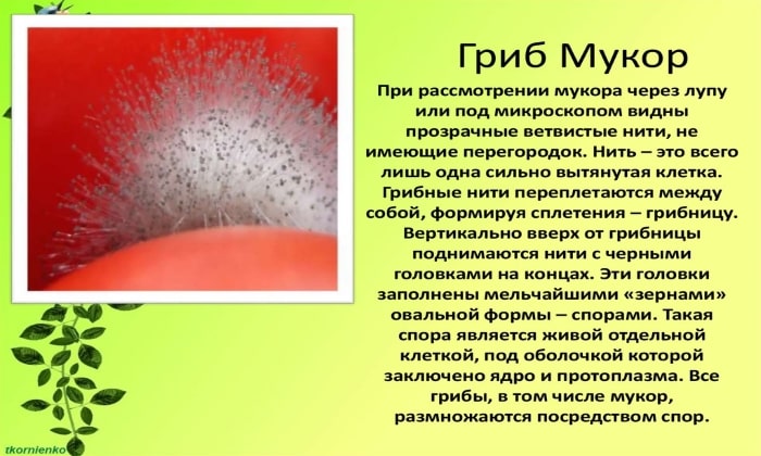 АМФОЦИЛ – інструкція із застосування, ціна, відгуки і аналоги amfocil nstrukc ya z zastosuvannya c na v dguki analogi 1 - АМФОЦИЛ – інструкція із застосування, ціна, відгуки і аналоги