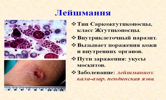 АМФОЦИЛ – інструкція із застосування, ціна, відгуки і аналоги amfocil nstrukc ya z zastosuvannya c na v dguki analogi 2 - АМФОЦИЛ – інструкція із застосування, ціна, відгуки і аналоги