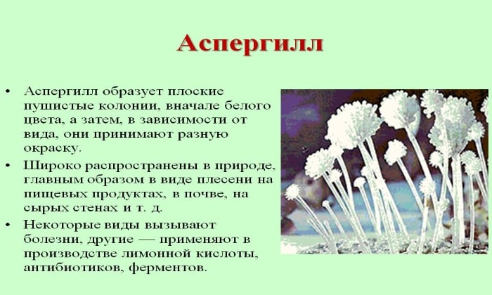 АМФОЦИЛ – інструкція із застосування, ціна, відгуки і аналоги amfocil nstrukc ya z zastosuvannya c na v dguki analogi 3 - АМФОЦИЛ – інструкція із застосування, ціна, відгуки і аналоги
