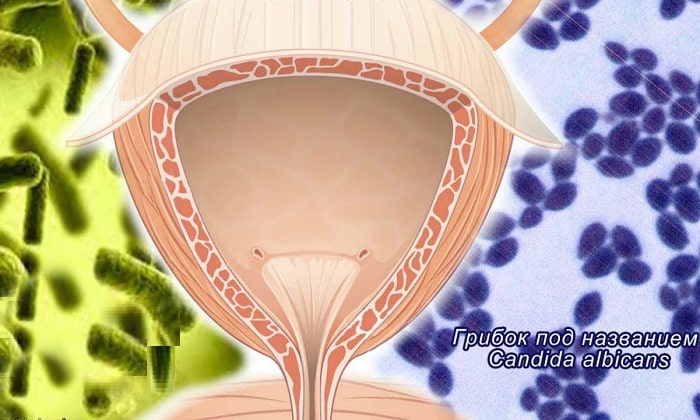 amfolip nstrukc ya z zastosuvannya c na v dguki analogi 6 - АМФОЛИП – інструкція із застосування, ціна, відгуки і аналоги
