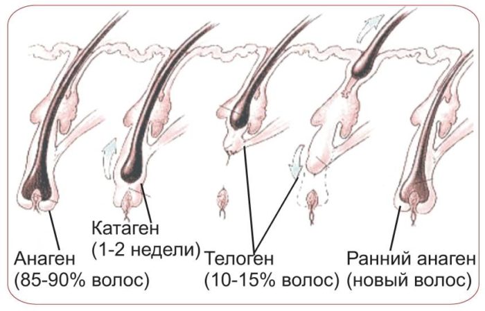 androgenna alopec ya u cholov k v zh nok prichini viniknennya simptomi d agnostika l kuvannya darsonval toscho prof laktika z foto v dgukami 2 - Андрогенна алопеція у чоловіків і жінок: причини виникнення, симптоми, діагностика, лікування (дарсонваль тощо) і профілактика з фото і відгуками
