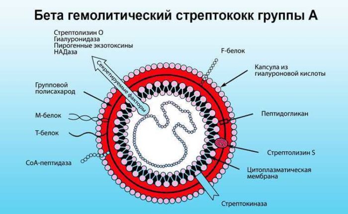 beshihove zapalennya shk ri oblichchya simptomi metodi l kuvannya foto piki zahodi prof laktiki ta prognoz 4 - Бешихове запалення шкіри обличчя: симптоми, методи лікування, фото пики, заходи профілактики та прогноз
