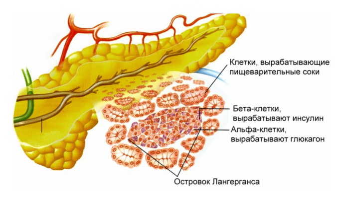 Будову підшлункової залози: ендокринна та екзокринної частини, паренхіма, розміри і маса, клітини, протоки, відділи, розташування і функції budovu p dshlunkovo zalozi endokrinna ta ekzokrinno chastini parenh ma rozm ri masa kl tini protoki v dd li roztashuvannya funkc 3 - Будову підшлункової залози: ендокринна та екзокринної частини, паренхіма, розміри і маса, клітини, протоки, відділи, розташування і функції
