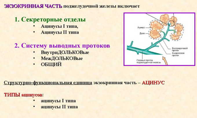 Будову підшлункової залози: ендокринна та екзокринної частини, паренхіма, розміри і маса, клітини, протоки, відділи, розташування і функції budovu p dshlunkovo zalozi endokrinna ta ekzokrinno chastini parenh ma rozm ri masa kl tini protoki v dd li roztashuvannya funkc 5 - Будову підшлункової залози: ендокринна та екзокринної частини, паренхіма, розміри і маса, клітини, протоки, відділи, розташування і функції