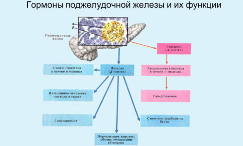 Будову підшлункової залози: ендокринна та екзокринної частини, паренхіма, розміри і маса, клітини, протоки, відділи, розташування і функції budovu p dshlunkovo zalozi endokrinna ta ekzokrinno chastini parenh ma rozm ri masa kl tini protoki v dd li roztashuvannya funkc 7 - Будову підшлункової залози: ендокринна та екзокринної частини, паренхіма, розміри і маса, клітини, протоки, відділи, розташування і функції