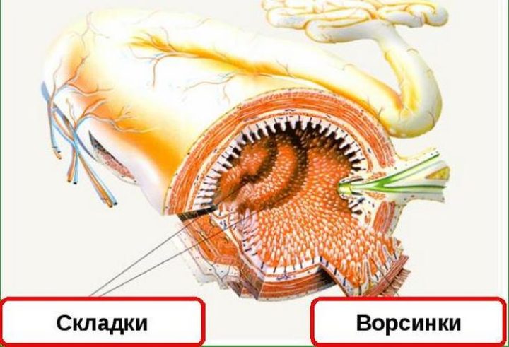 chim goduvati ditinu pri pronos d ta scho mozhna scho ne mozhna sti pri d are spisok produkt v harchuvannya 2 - Чим годувати дитину при проносі: дієта, що можна і що не можна їсти при діареї, список продуктів харчування