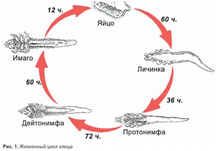 demodekoz u lyudini vidi simptomi d agnostika kl scha demodeks l kuvannya foto v dguki 3 - Демодекоз у людини: види, симптоми, діагностика кліща Демодекс, лікування, фото і відгуки
