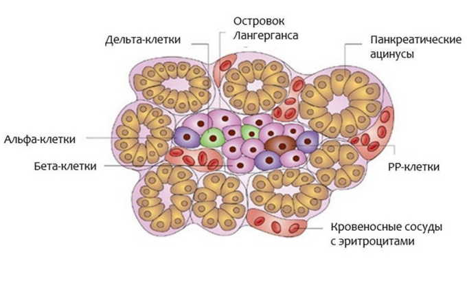 Функції підшлункової залози в організмі людини: що виробляє, ендокринна, екзокринна funkc p dshlunkovo zalozi v organ zm lyudini scho viroblya endokrinna ekzokrinna 4 - Функції підшлункової залози в організмі людини: що виробляє, ендокринна, екзокринна
