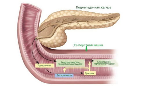 Функції підшлункової залози в організмі людини: що виробляє, ендокринна, екзокринна funkc p dshlunkovo zalozi v organ zm lyudini scho viroblya endokrinna ekzokrinna 6 - Функції підшлункової залози в організмі людини: що виробляє, ендокринна, екзокринна