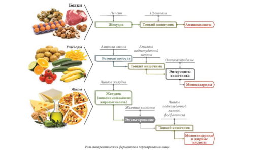 Функції підшлункової залози в організмі людини: що виробляє, ендокринна, екзокринна funkc p dshlunkovo zalozi v organ zm lyudini scho viroblya endokrinna ekzokrinna 7 - Функції підшлункової залози в організмі людини: що виробляє, ендокринна, екзокринна