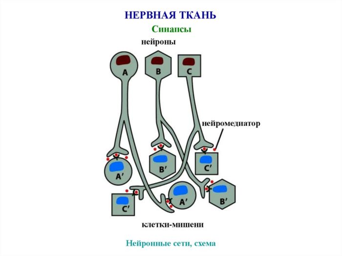 holinergicheskaya kropiv yanka simptomi l kuvannya zahvoryuvannya z foto 2 - Холинергическая кропив’янка: симптоми і лікування захворювання з фото