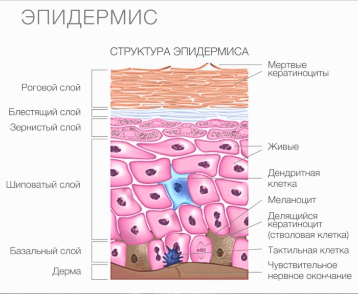 ht oz shk ri scho ce take foto prichini viniknennya lusochok na shk r l kuvannya u d tey ta doroslih v deo po tem 3 - Іхтіоз шкіри: що це таке, фото, причини виникнення лусочок на шкірі, лікування у дітей та дорослих, відео по темі