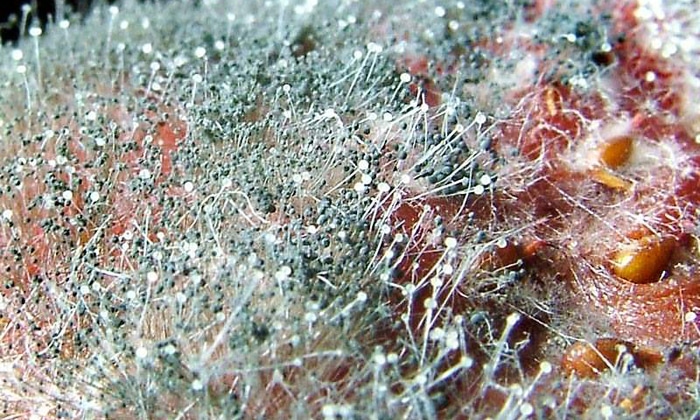 КЛОТРИМАЗОЛ І ФЛУКОНАЗОЛ – чи можна приймати одночасно (сумісність) klotrimazol flukonazol chi mozhna priymati odnochasno sum sn st 3 - КЛОТРИМАЗОЛ І ФЛУКОНАЗОЛ – чи можна приймати одночасно (сумісність)