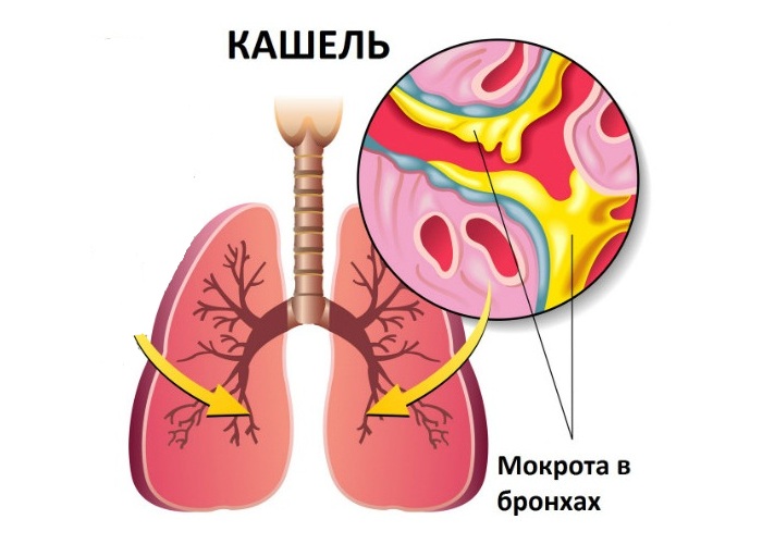 kor n solodki dlya d tey u tomu chisl do roku zastosuvannya siropu v d kashlyu ta nsh aspekti 6 - Корінь солодки для дітей (у тому числі до року): застосування сиропу від кашлю та інші аспекти