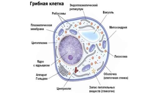 МИКОЗИДИН – інструкція із застосування, ціна, відгуки і аналоги mikozidin nstrukc ya z zastosuvannya c na v dguki analogi 1 - МИКОЗИДИН – інструкція із застосування, ціна, відгуки і аналоги