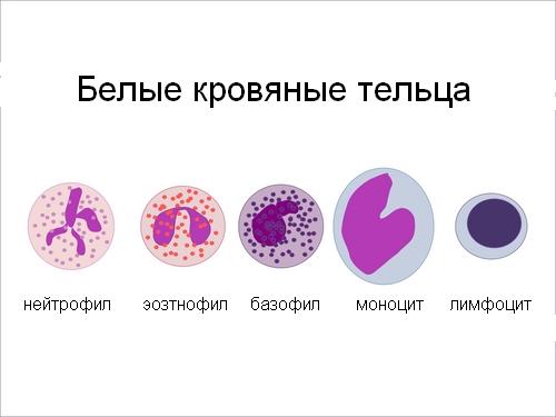 mukov scidoz u d tey novonarodzhenih scho ce za hvoroba oznaki simptomi prichini d agnostika ta l kuvannya z foto 10 - Муковісцидоз у дітей і новонароджених – що це за хвороба, ознаки, симптоми і причини, діагностика та лікування з фото