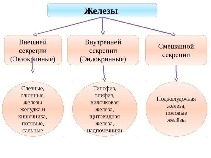 mukov scidoz u d tey novonarodzhenih scho ce za hvoroba oznaki simptomi prichini d agnostika ta l kuvannya z foto 2 - Муковісцидоз у дітей і новонароджених – що це за хвороба, ознаки, симптоми і причини, діагностика та лікування з фото