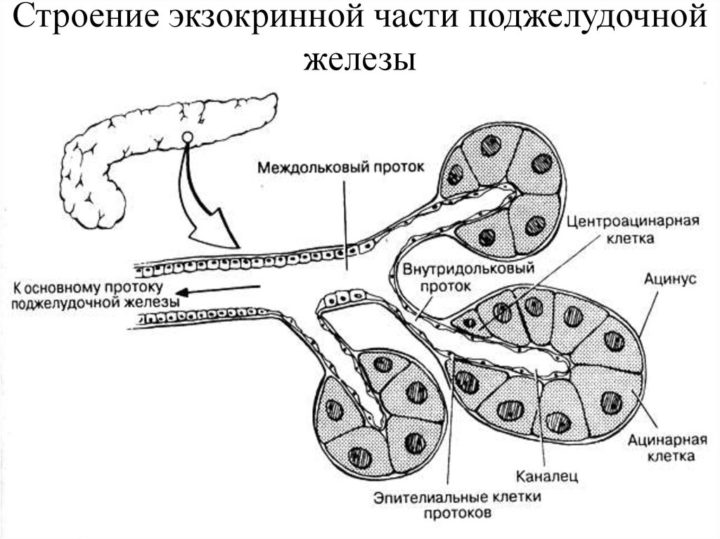mukov scidoz u d tey novonarodzhenih scho ce za hvoroba oznaki simptomi prichini d agnostika ta l kuvannya z foto 4 - Муковісцидоз у дітей і новонароджених – що це за хвороба, ознаки, симптоми і причини, діагностика та лікування з фото