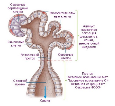 mukov scidoz u d tey novonarodzhenih scho ce za hvoroba oznaki simptomi prichini d agnostika ta l kuvannya z foto 5 - Муковісцидоз у дітей і новонароджених – що це за хвороба, ознаки, симптоми і причини, діагностика та лікування з фото