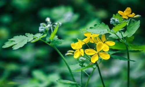 Народне засіб від грибка нігтів на руках: лікування, відгуки narodne zas b v d gribka n gt v na rukah l kuvannya v dguki 2 - Народне засіб від грибка нігтів на руках: лікування, відгуки