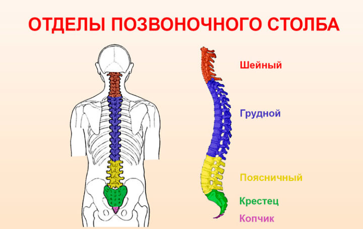 nestab l n st shiynogo v dd lu hrebta u d tey ta nsh zahvoryuvannya pri yakih bolit spina u ditini 5 - Нестабільність шийного відділу хребта у дітей та інші захворювання, при яких болить спина у дитини