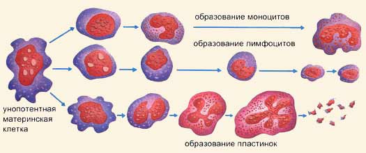 osoblivost leykocitarno formuli u dityachomu v c 2 - Особливості лейкоцитарної формули у дитячому віці