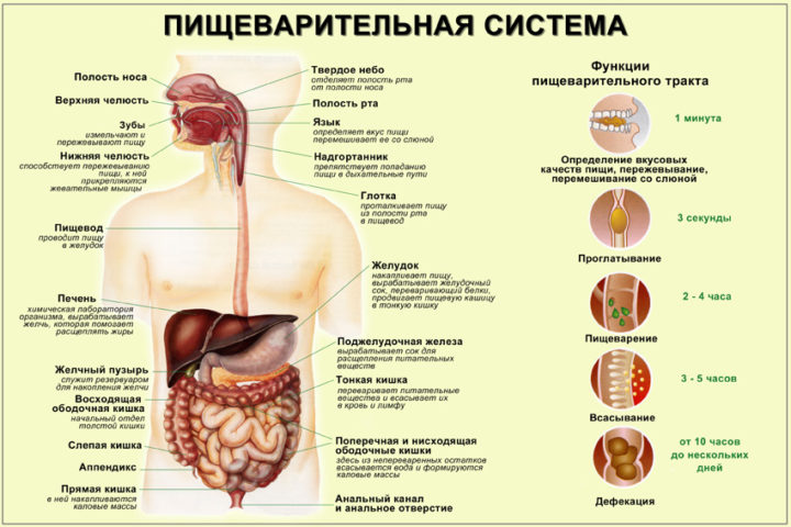 pronosn zasobi pri zaporah dlya d tey v tomu chisl novonarodzhenih sv chki m krokl zmi ta nsh l ki 2 - Проносні засоби при запорах для дітей, в тому числі новонароджених: свічки, мікроклізми та інші ліки