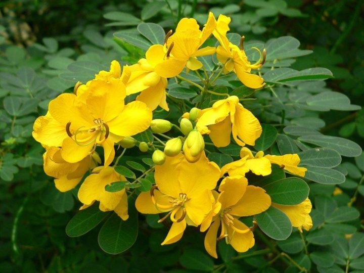 pronosn zasobi pri zaporah dlya d tey v tomu chisl novonarodzhenih sv chki m krokl zmi ta nsh l ki 4 - Проносні засоби при запорах для дітей, в тому числі новонароджених: свічки, мікроклізми та інші ліки