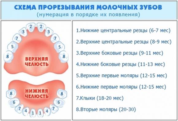 pror zuvach dlya zub v yak krasche yak vibrati v tomu chisl oholodzhuyuch koristuvatisya ta nshe foto v deo ta v dguki 3 - Прорізувачі для зубів, які краще, як вибрати, в тому числі охолоджуючі, і користуватися та інше + фото, відео та відгуки