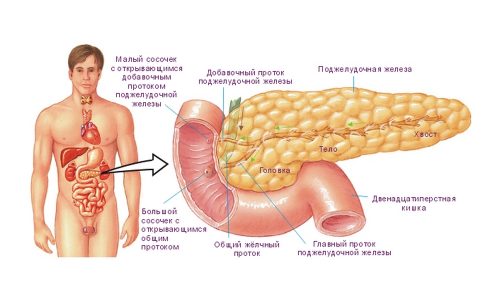 Симптоми панкреатиту у чоловіків: лікування, де болить, при алкоголізмі, при гострому і хронічному simptomi pankreatitu u cholov k v l kuvannya de bolit pri alkogol zm pri gostromu hron chnomu 1 - Симптоми панкреатиту у чоловіків: лікування, де болить, при алкоголізмі, при гострому і хронічному