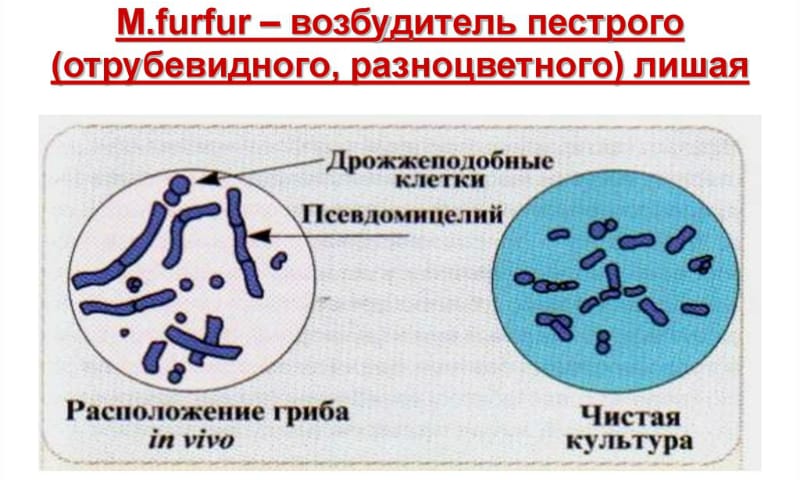 sv chki kandid nstrukc ya z zastosuvannya c na v dguki analogi 3 - СВІЧКИ КАНДИД – інструкція із застосування, ціна, відгуки і аналоги