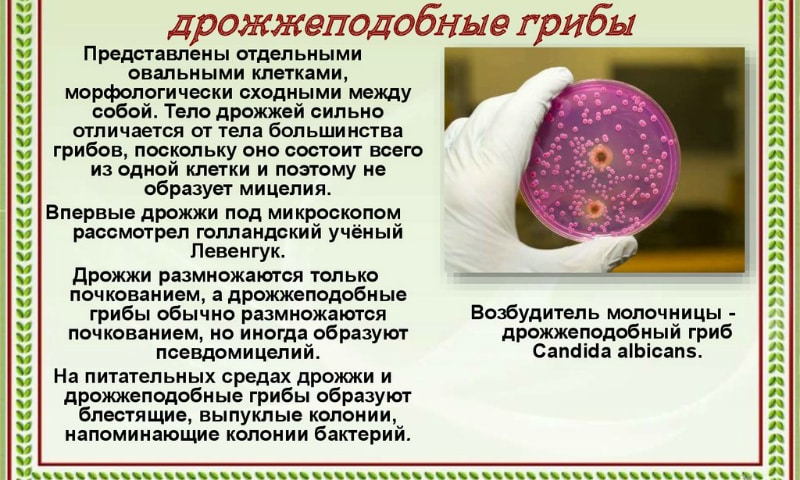 sv chki kandid nstrukc ya z zastosuvannya c na v dguki analogi 5 - СВІЧКИ КАНДИД – інструкція із застосування, ціна, відгуки і аналоги