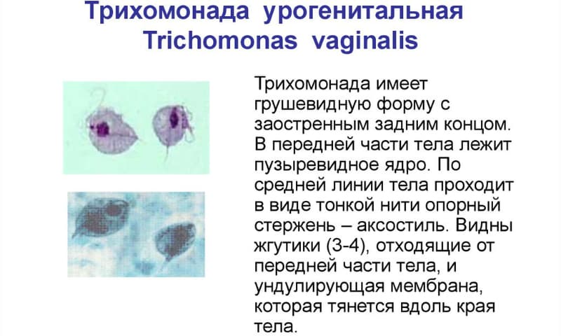 sv chki kandid nstrukc ya z zastosuvannya c na v dguki analogi 6 - СВІЧКИ КАНДИД – інструкція із застосування, ціна, відгуки і аналоги