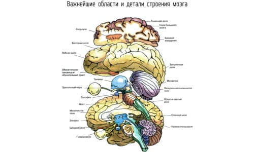 yak alkogol vpliva na golovniy mozok 3 - Як алкоголь впливає на головний мозок?
