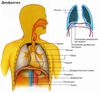 yak pozbutisya v d gikavki u ditini v t ch grudnogo zasobi dlya l kuvannya 2 - Як позбутися від гикавки у дитини (в т. ч. грудного) – засоби для лікування