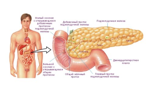 Функції підшлункової залози в організмі людини: що виробляє, ендокринна, екзокринна